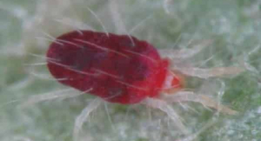 Jak se zbavit svilušek na okurkách, základní kontrolní opatření